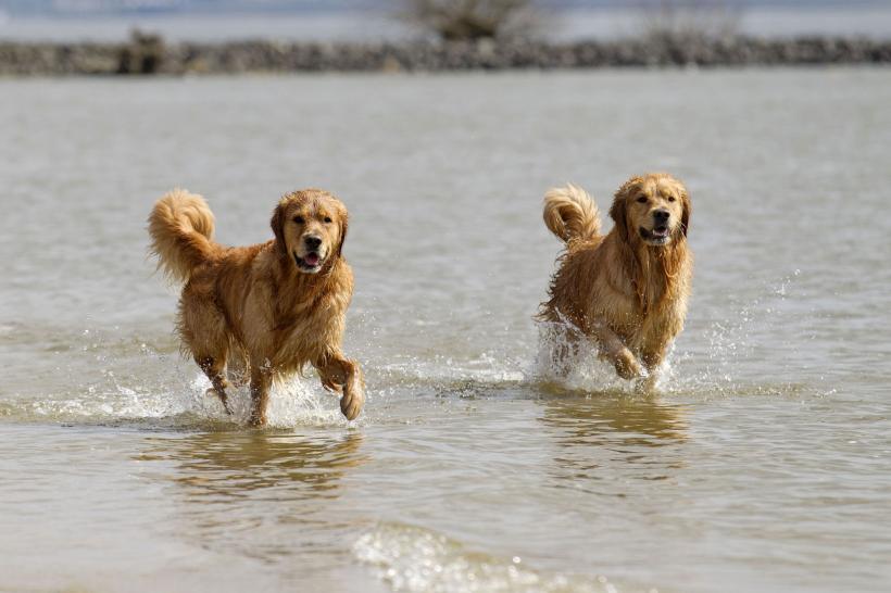 Cum să-i consumi energia unui Golden Retriever: Idei utile și amuzante