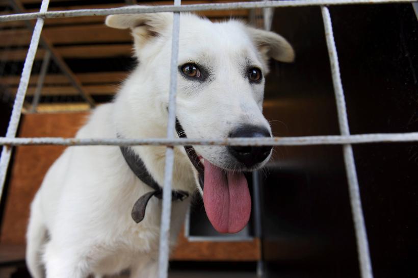 Reguli noi pentru adăposturile de câini: transmisii live non-stop și poze cu cățeii capturați