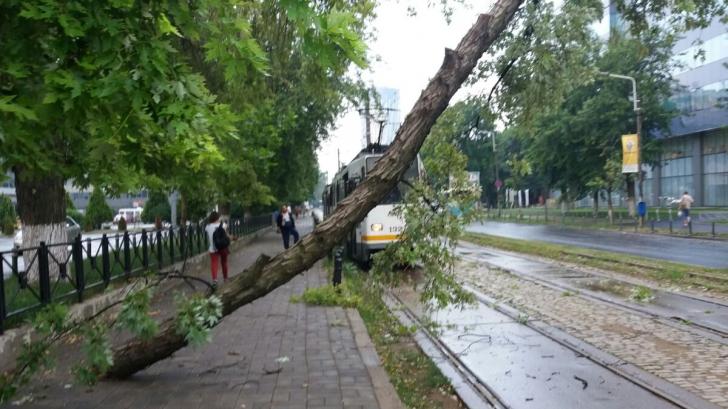 Furtuna din Capitală a doborât un copac pe linia de tramvai 