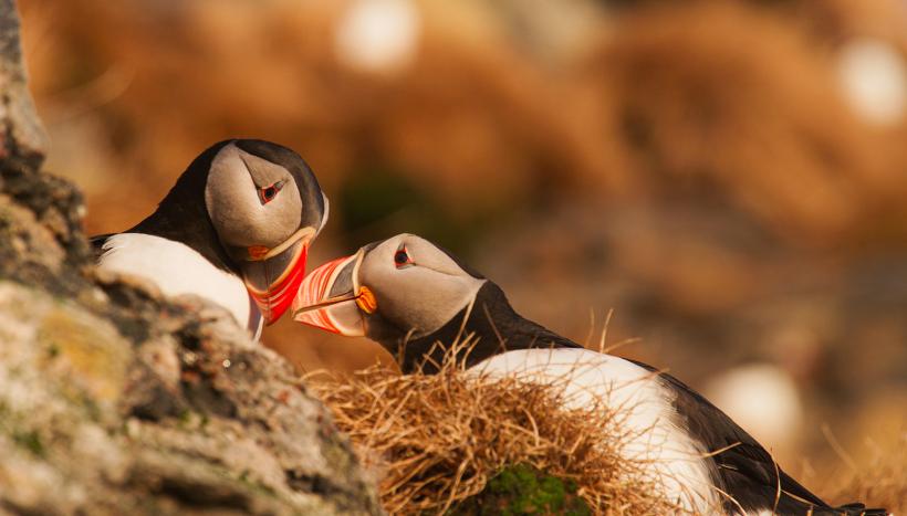 LYNX Festival începe astăzi la Brașov! Aproape 3000 de bilete la proiecții sunt deja epuizate 18957198