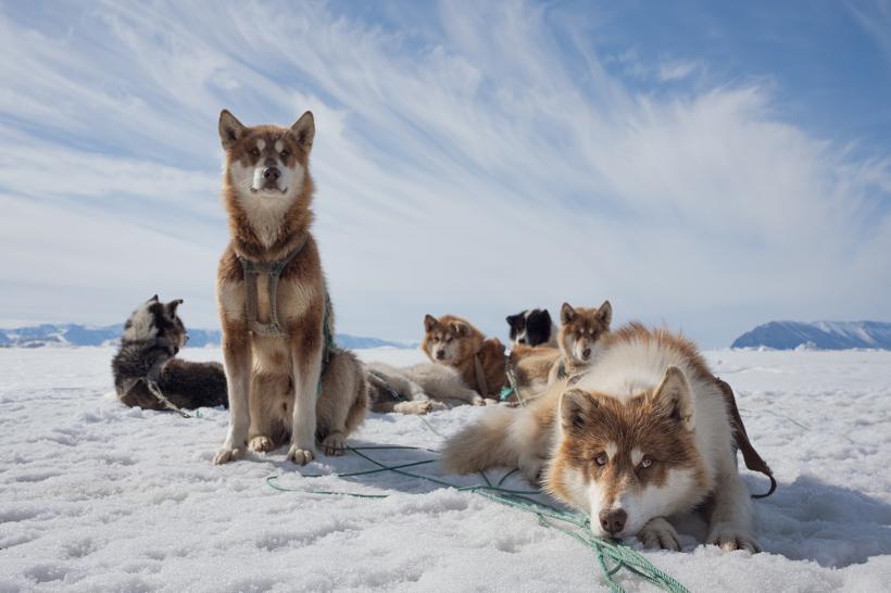 LYNX Festival începe astăzi la Brașov! Aproape 3000 de bilete la proiecții sunt deja epuizate 18957203