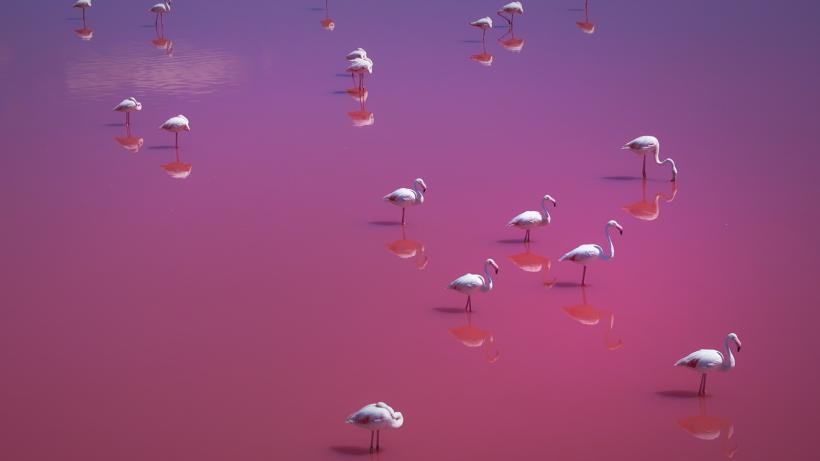 LYNX Festival începe astăzi la Brașov! Aproape 3000 de bilete la proiecții sunt deja epuizate 18957204