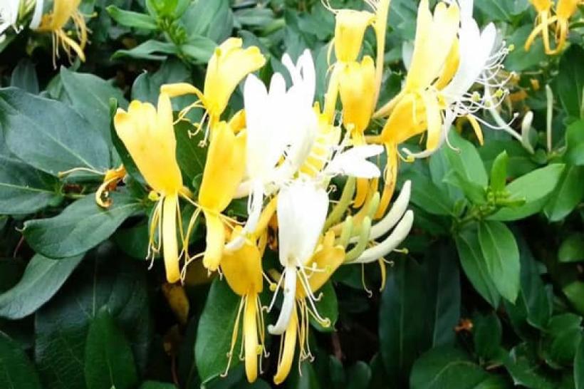 Mâna Maicii Domnului și medicina tradițională chineză: floarea cu efecte antiinflamatorii și antibacteriene