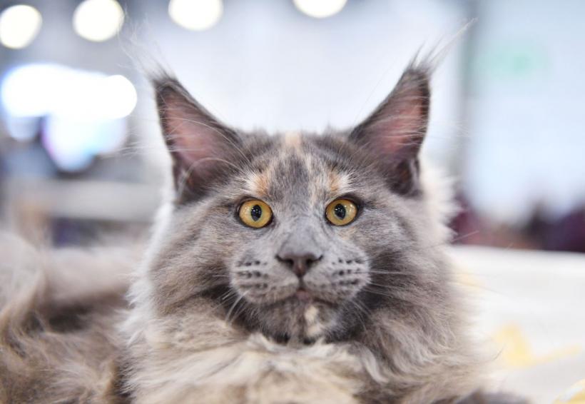 10 rase de pisici care sunt cei mai buni vânători