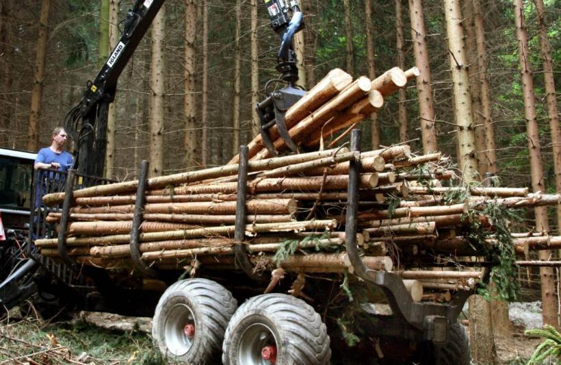 Relansarea industriei de prelucrare a lemnului ar aduce mulți bani la bugetul statului 18957659