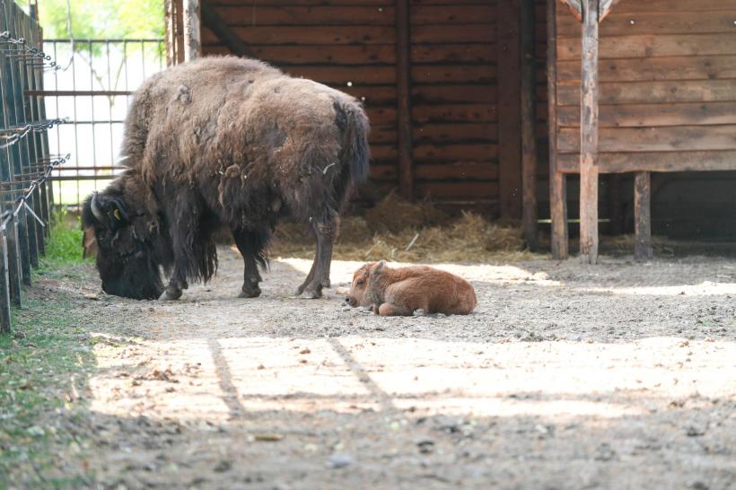 Un pui de bizon american, noul membru al Grădinii Zoologice Craiova 18958096