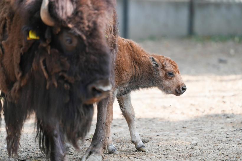 Un pui de bizon american, noul membru al Grădinii Zoologice Craiova 18958097