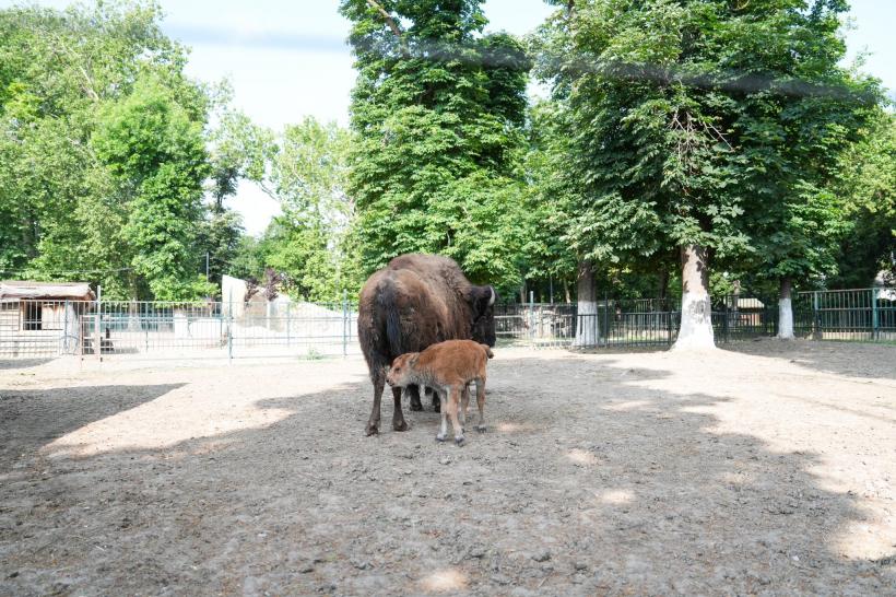 Un pui de bizon american, noul membru al Grădinii Zoologice Craiova 18958098