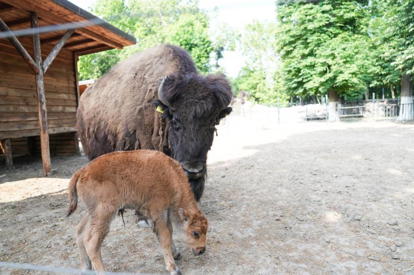 Un pui de bizon american, noul membru al Grădinii Zoologice Craiova 18958099