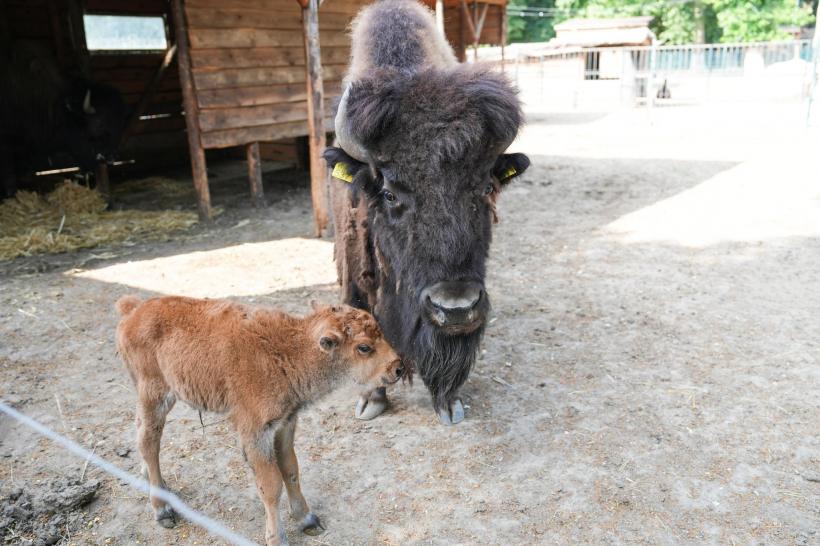 Un pui de bizon american, noul membru al Grădinii Zoologice Craiova