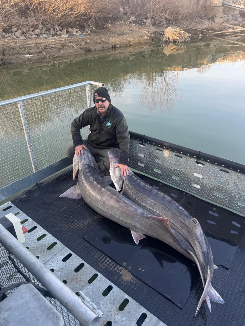 Sturionii pot fi salvați, la Porțile de Fier. Guvernul României ar trebui să negocieze cu Serbia 18958170