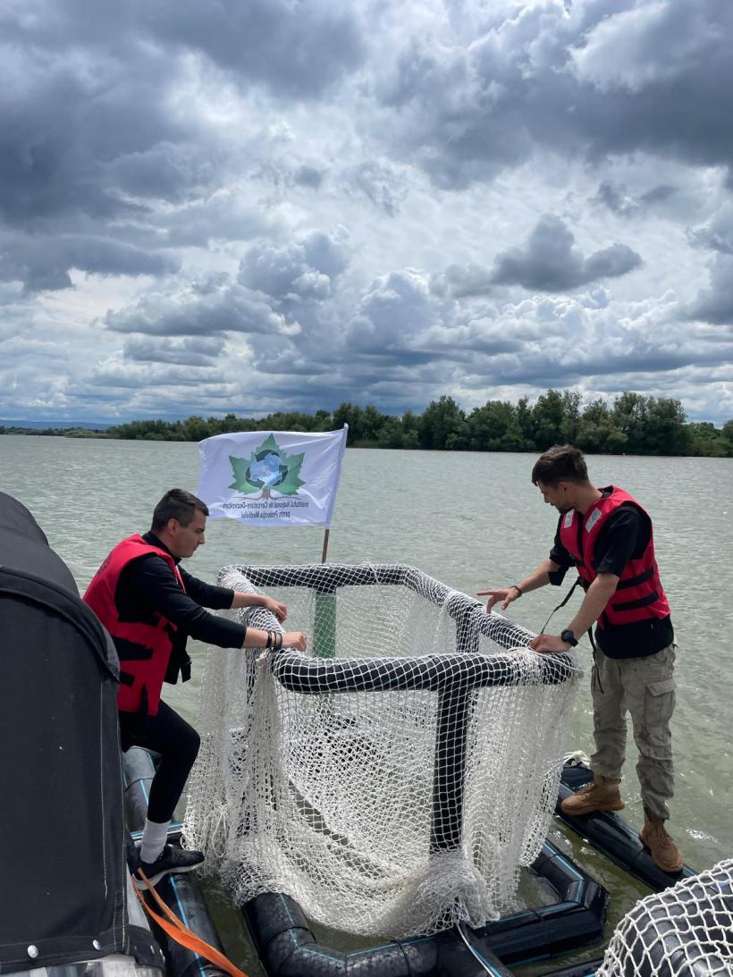 Sturionii pot fi salvați, la Porțile de Fier. Guvernul României ar trebui să negocieze cu Serbia 18958173