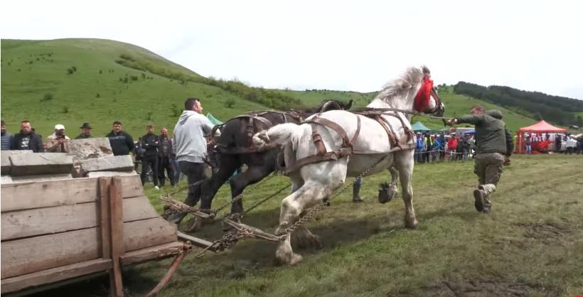Concursurile de tracțiune cu cai vor fi interzise. Apare cazierul de protecție a animalelor 18958312