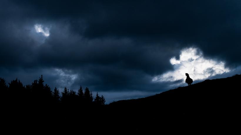 Documentarul Ocean este câștigătorul LYNX Festival 2025 18958399