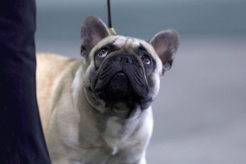 Sfaturi pentru iubitorii de animale. Ce trebuie să eviți pentru a nu îngrășa câinele