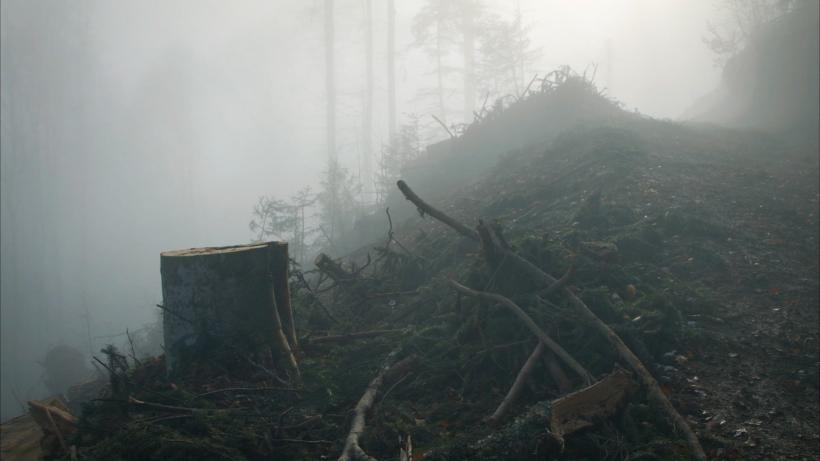 „După Cioate”, un documentar între manifest și realitatea absurdă a luptei pentru pădure, ajunge la TIFF 18958757