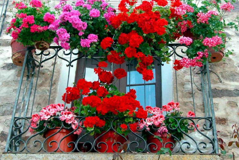 Mușcata, sensurile neștiute ale florii-ou 18958766