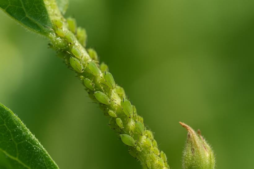 Grădina ta este invadată de afide? Aceste trucuri naturale fac minuni împotriva dăunătorilor