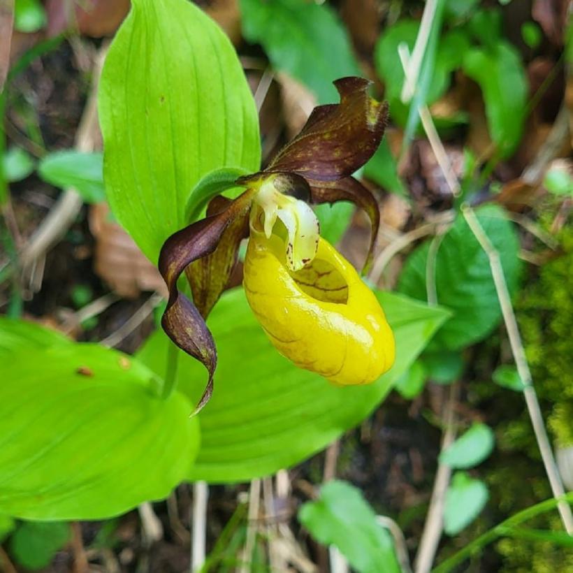 O orhidee sălbatică a apărut într-o pădure din Parcul Natural Munții Maramureșului