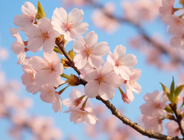 Anomalie climatică: cireșii au înflorit din nou la Arad. S-a dat natura peste cap?