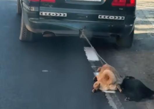 Cruzime fără margini: Câini legați de mașină și târâți pe un drum din Dolj