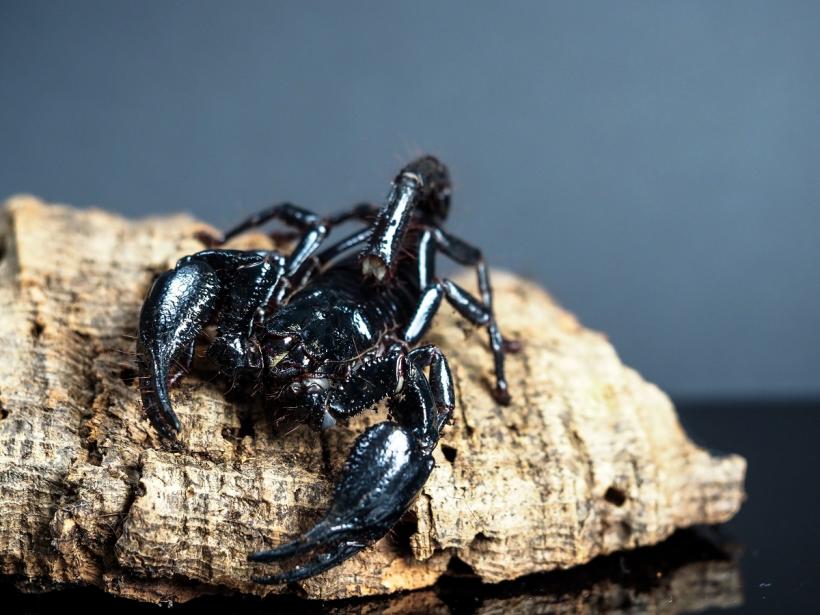 Veninul de scorpion amazonian poate ucide celulele canceroase