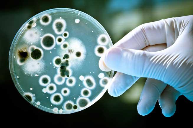 Descoperire despre sistemul imunitar: Mitocondriile din celule detectează bacteriile și le atacă