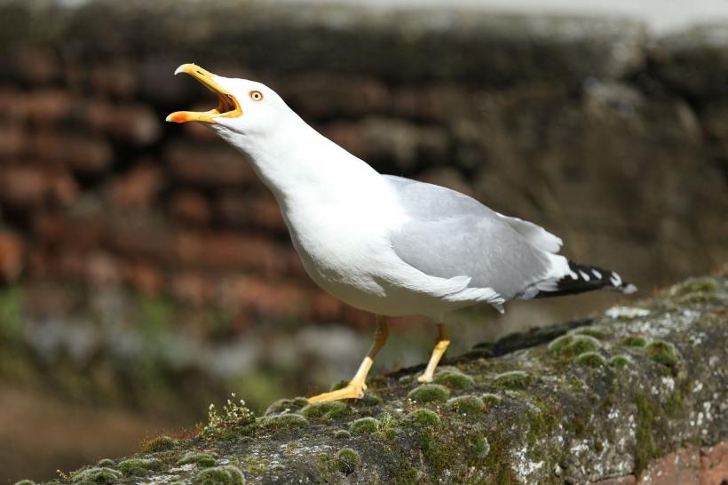 Operațiunea „Pescărușul furios”: Scoția cere summit împotriva păsărilor agresive