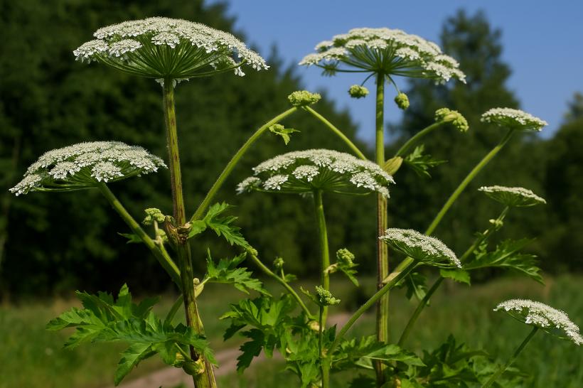 „Umbra morții”: Brânca-ursului uriașă, planta care arde pielea și mutilează. Unde se găsește în România