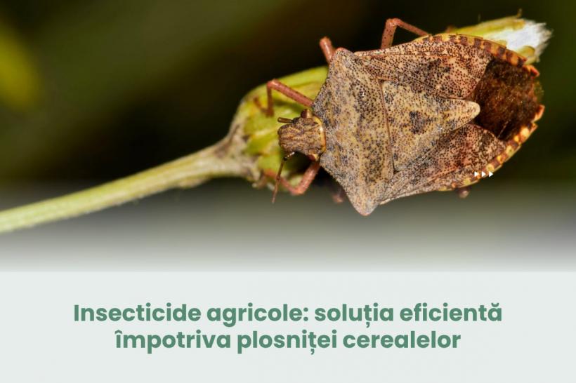 Insecticide agricole: soluția eficientă împotriva plosniței cerealelor