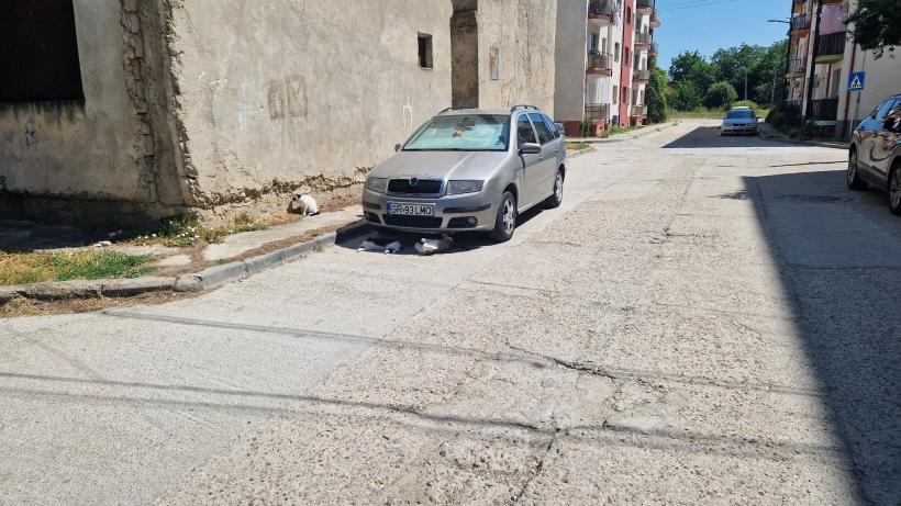 Latră pantera-n Giurgiu! Isterie: Sosirea animalului de pradă în ghetoul Istru  18961099