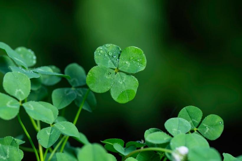 Tradiții și superstiții. Ce înseamnă când găsești trifoi cu patru foi