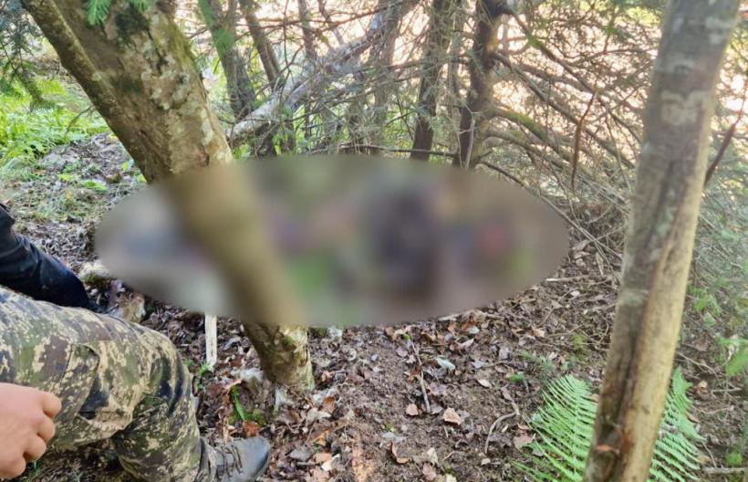 Un motociclist italian a fost ucis de urs pe Transfăgărășan. Turistul și-a făcut poze cu sălbăticiunea care l-a sfâșiat 18961435