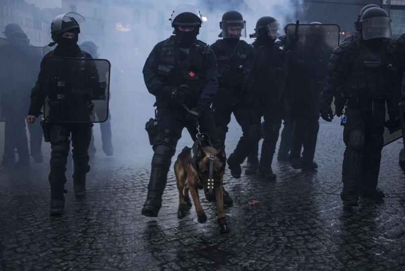 Câine polițist italian, ucis cu cârnați umpluți cu cuie, în semn de răzbunare