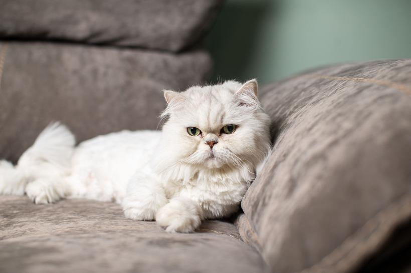 Ce trebuie să știe iubitorii de animale. Motivul pentru care pisicile dorm pe partea stângă