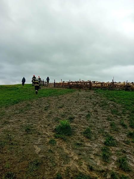 Cioban rănit grav după ce a vrut să alunge un urs cu petarda la o stână din Azuga