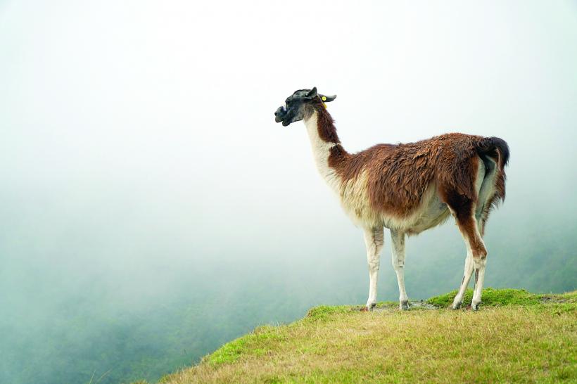 Peste Ocean, în America Latină 18962401