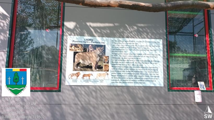 Primul ”ligru” din România, crescut într-o menajerie fără autorizație, în Suceava, unde este încurajată împerechere între specii  18962604
