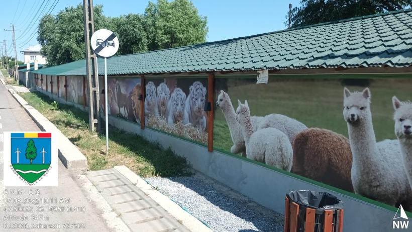 Primul ”ligru” din România, crescut într-o menajerie fără autorizație, în Suceava, unde este încurajată împerechere între specii  18962605