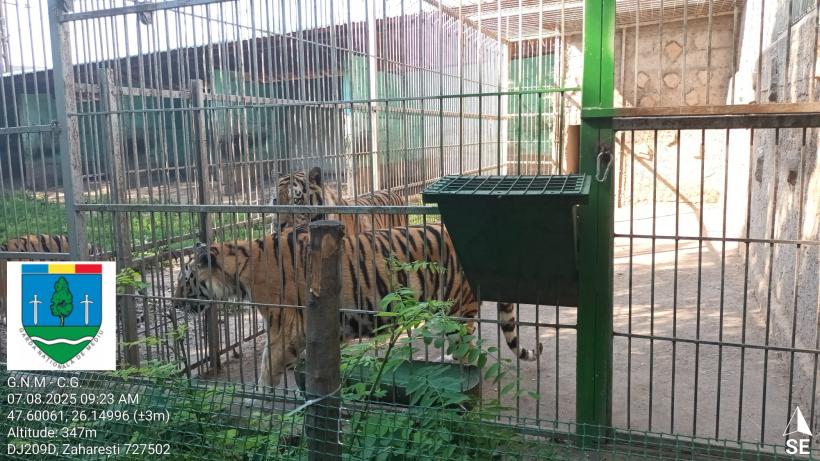 Primul ”ligru” din România, crescut într-o menajerie fără autorizație, în Suceava, unde este încurajată împerechere între specii  18962606