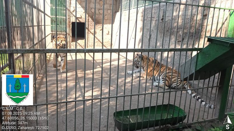 Primul ”ligru” din România, crescut într-o menajerie fără autorizație, în Suceava, unde este încurajată împerechere între specii  18962607