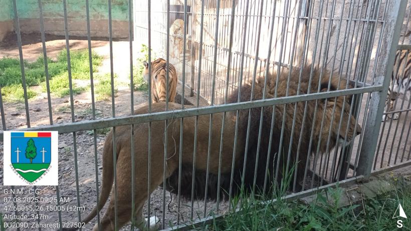 Primul ”ligru” din România, crescut într-o menajerie fără autorizație, în Suceava, unde este încurajată împerechere între specii  18962608