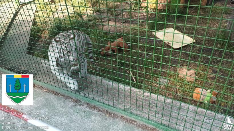 Primul ”ligru” din România, crescut într-o menajerie fără autorizație, în Suceava, unde este încurajată împerechere între specii  18962609