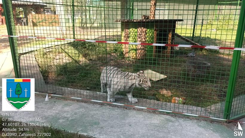 Primul ”ligru” din România, crescut într-o menajerie fără autorizație, în Suceava, unde este încurajată împerechere între specii  18962610