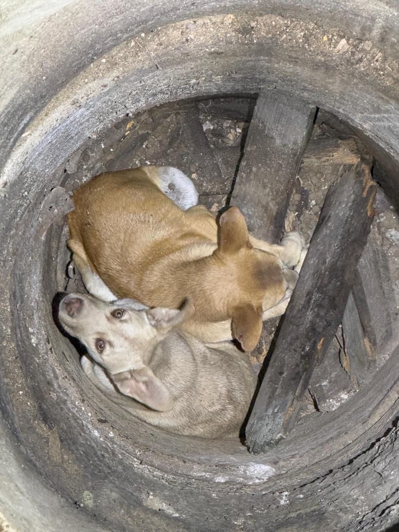 Doi pui de câine, salvați dintr-o fântâna îngustă și adâncă de nouă metri 18962701