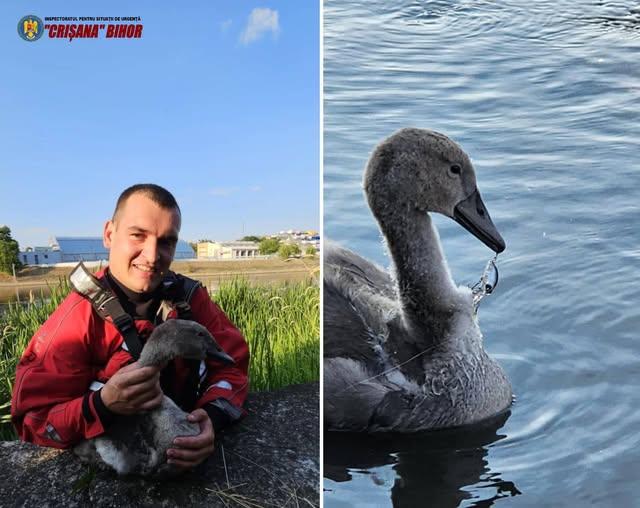 Un pui de lebădă rănit a fost salvat de pompieri la Oradea