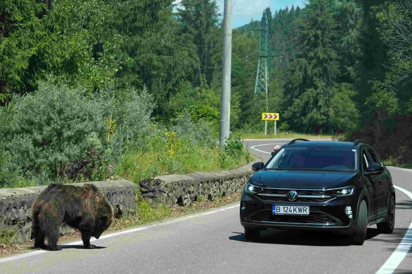 România a pierdut jumătate de miliard de euro de când a interzis vânătoarea. Atacurile urșilor s-au înmulțit 18962745