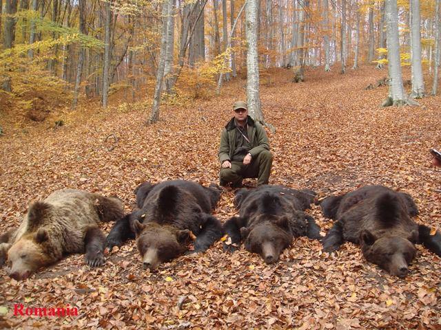 România a pierdut jumătate de miliard de euro de când a interzis vânătoarea. Atacurile urșilor s-au înmulțit 18962747