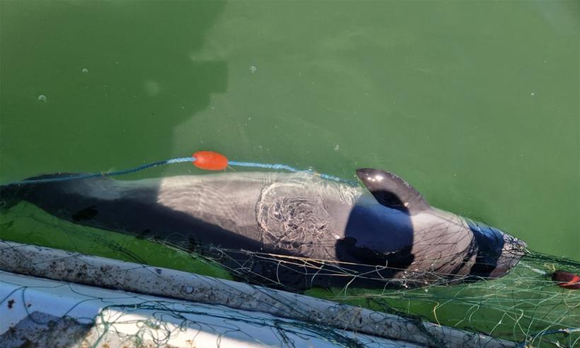 Un delfin și opt sturioni prinşi în plasele braconierilor, eliberaţi în mediul natural