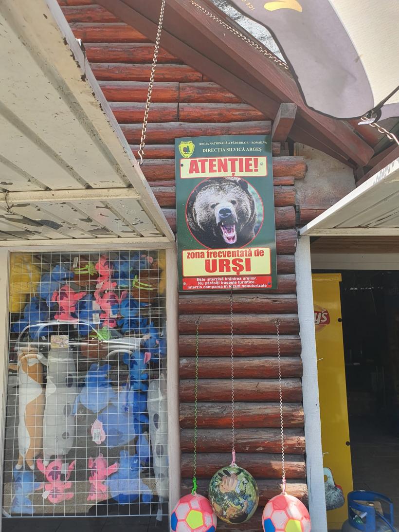 Secretul mortal de pe Transfăgărășan: „Ursul nu e pisică”. Bâlciul „milogilor” de la Vidraru 18963069